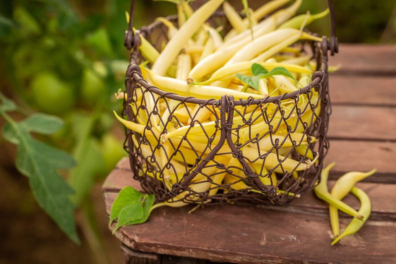 Rośliny strączkowe są ważne, ponieważ są źródłem białka roślinnego oraz błonnika pokarmowego i składników mineralnych.